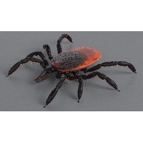 Realistic Tick model